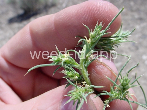 thistle, Russian